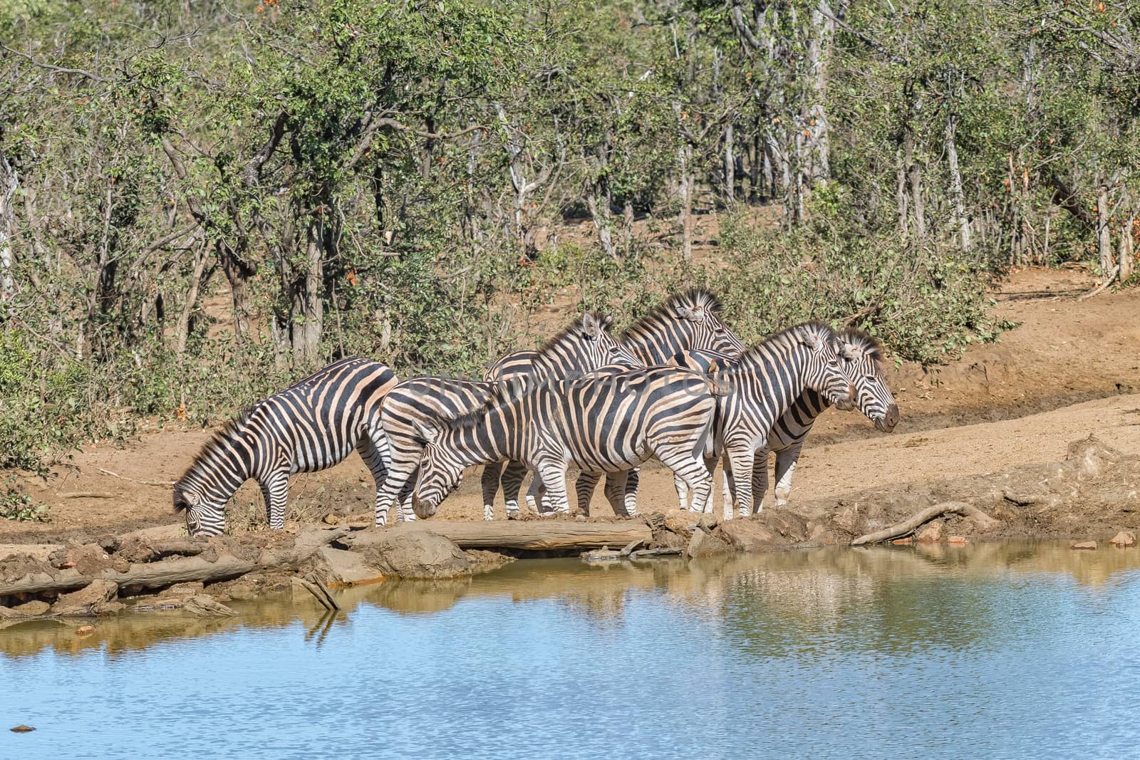 A herd of Burchells Zebras, Equus quagga burchellii, next to a dam