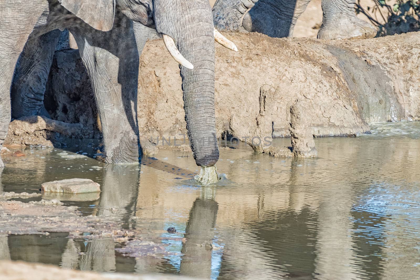An african elephant, Loxodonta africana, with a defrmed trunk, drinking water