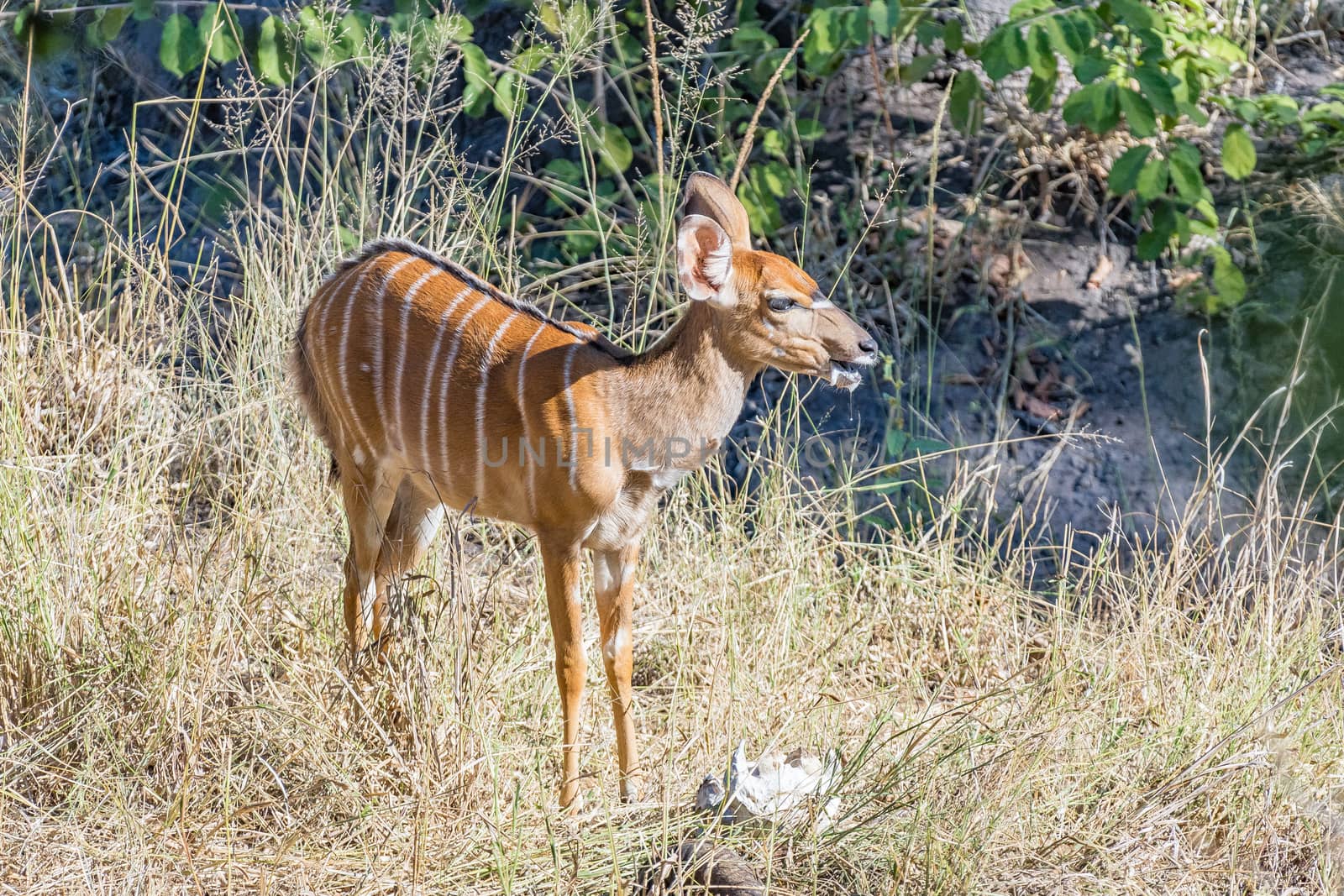 A nyala ewe chewing on bones. A buffalo skull and horn is visible