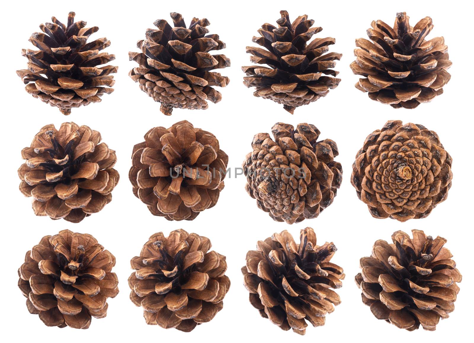 Pine cones isolated on white background closeup by xamtiw
