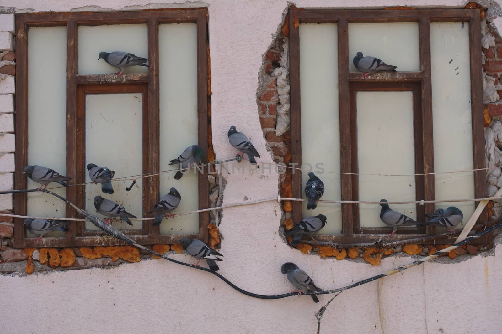 pigeons in the window of the old house