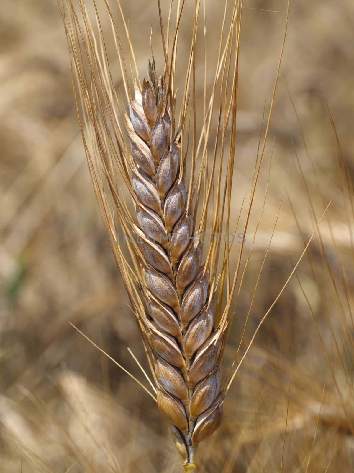 dry wheat ear, spike by yebeka