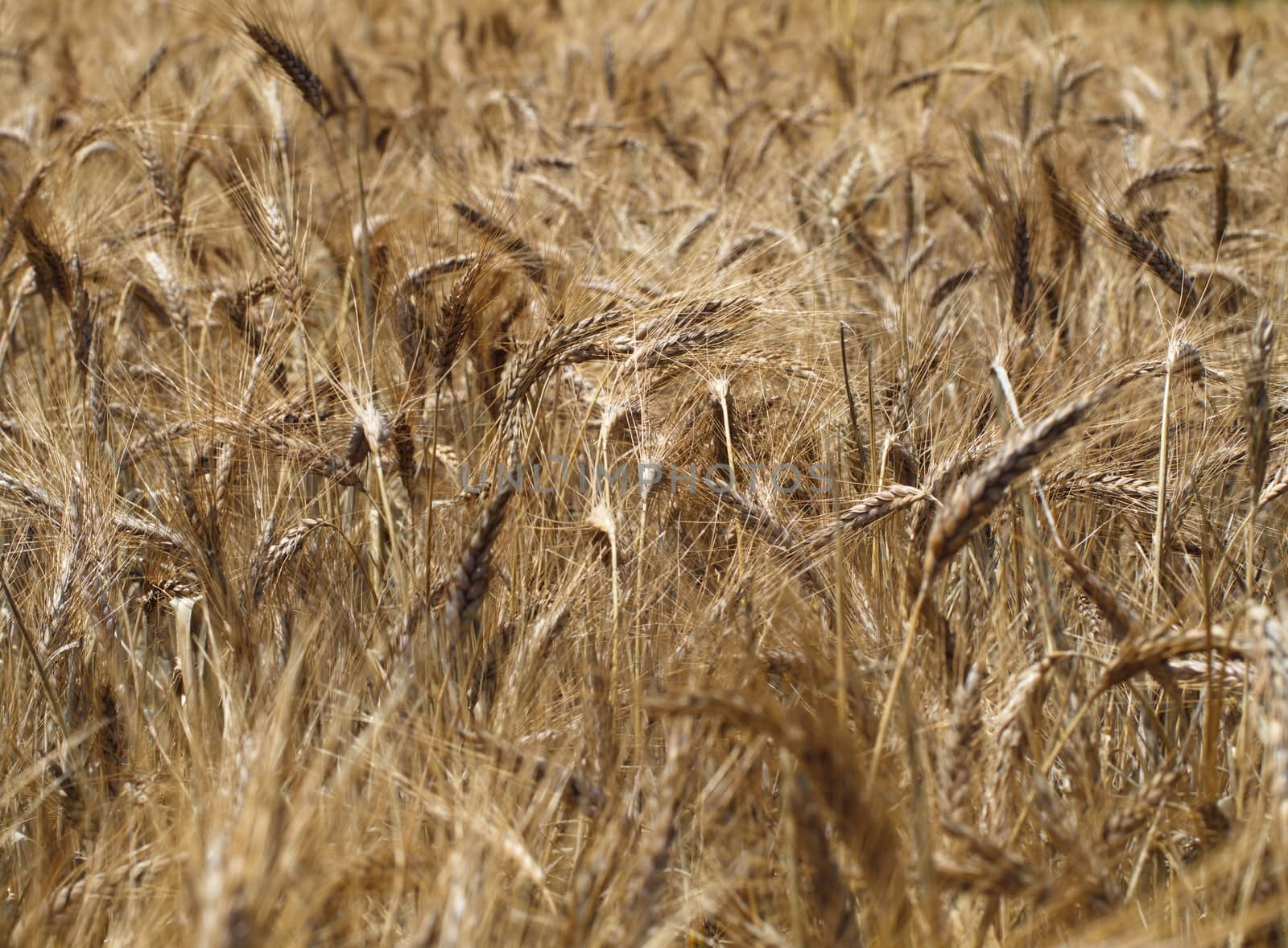 Wheat field by yebeka