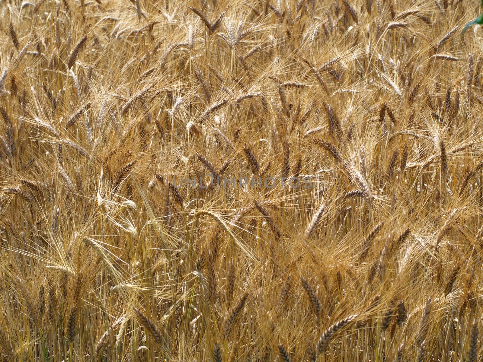 Wheat field. Golden color dry wheat ears, spike. ripened wheat field background. Rich harvest.