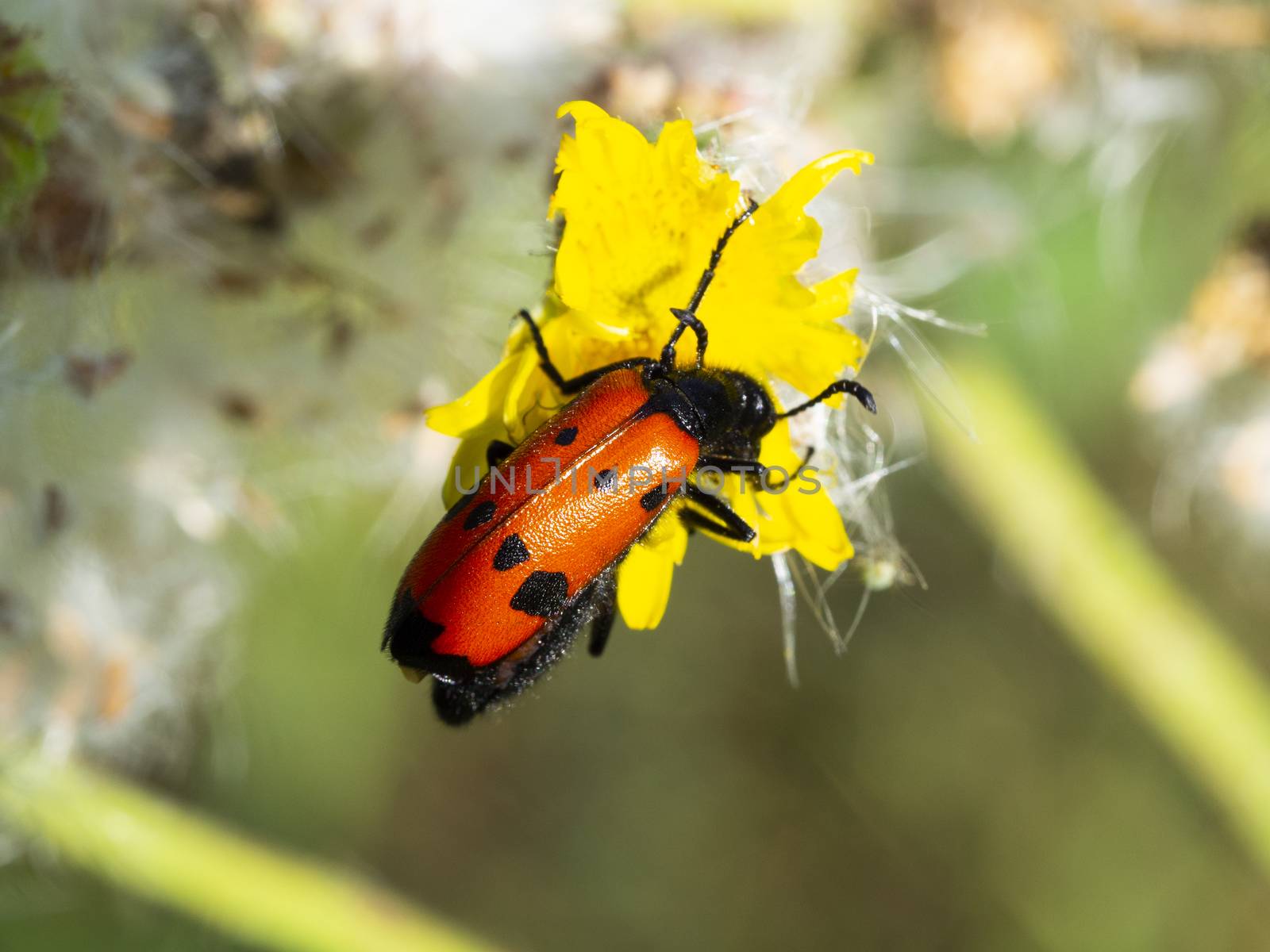 red wingered-winged, black-spotted, insect is picking pollen from yellow daisyd, black spotted, bug.