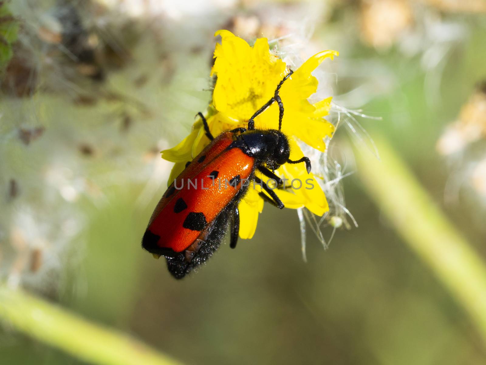 red-winged, black-spotted, insect is picking pollen from yellow daisy