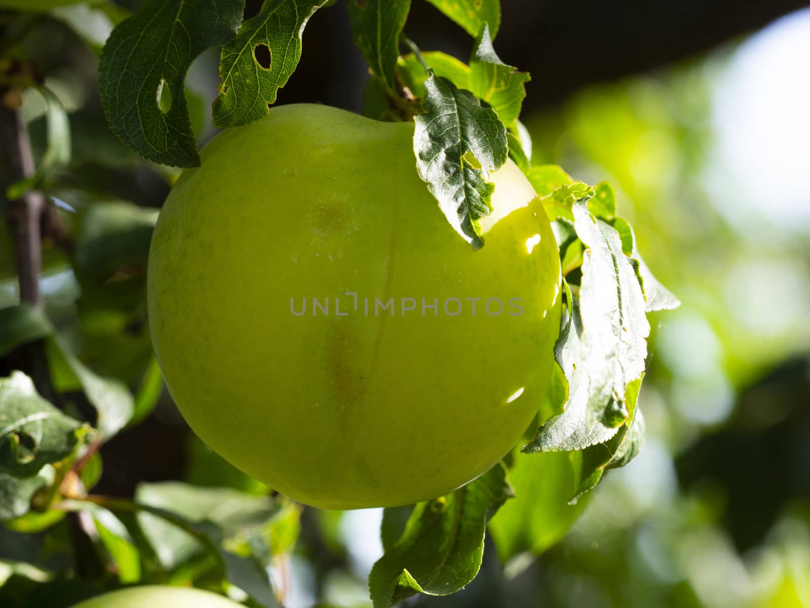 green plum in natural environment. macro shooting. turkey also be known as pastor plum