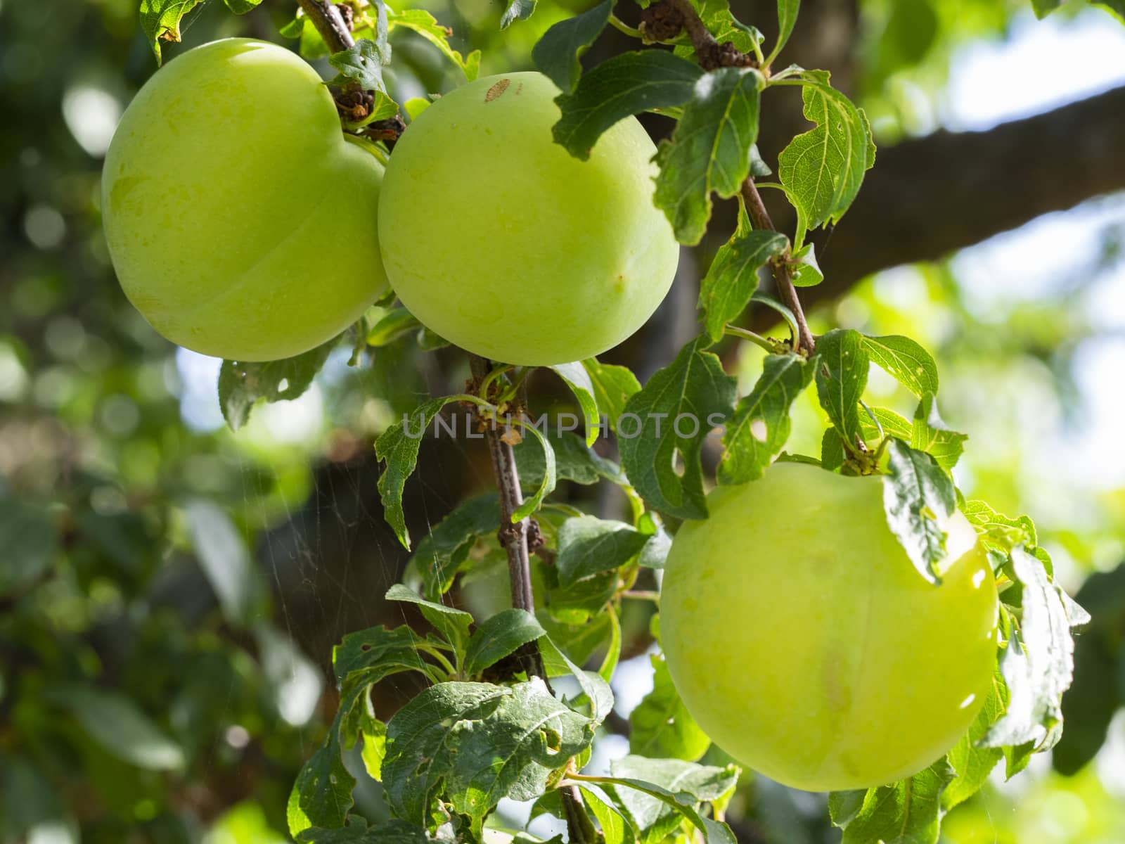 green plums by yebeka