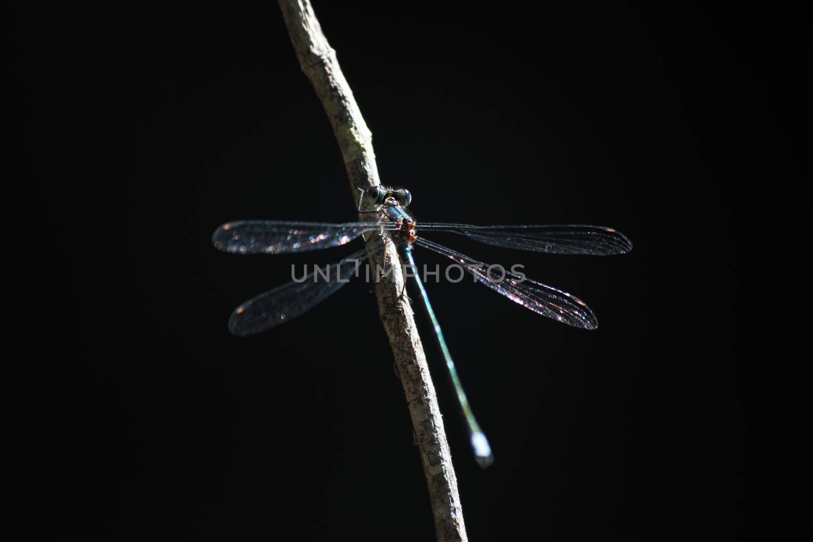 A pallid spreadwing damselfly (Lestes pallidus) in its blue form sitting on a twig in dark forest, Limpopo, South Africa