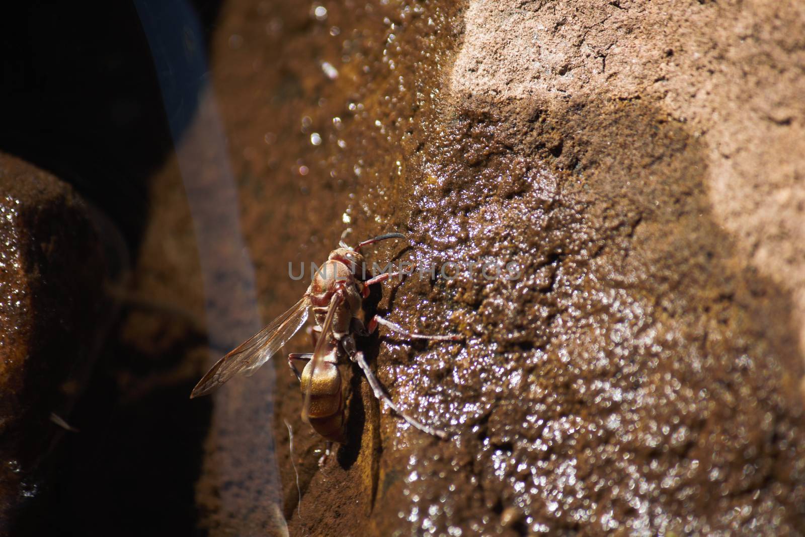 A golden hornet (Vespa sp.) drinks water from a wet rock face near a river stream in forest, Limpopo, South Africa