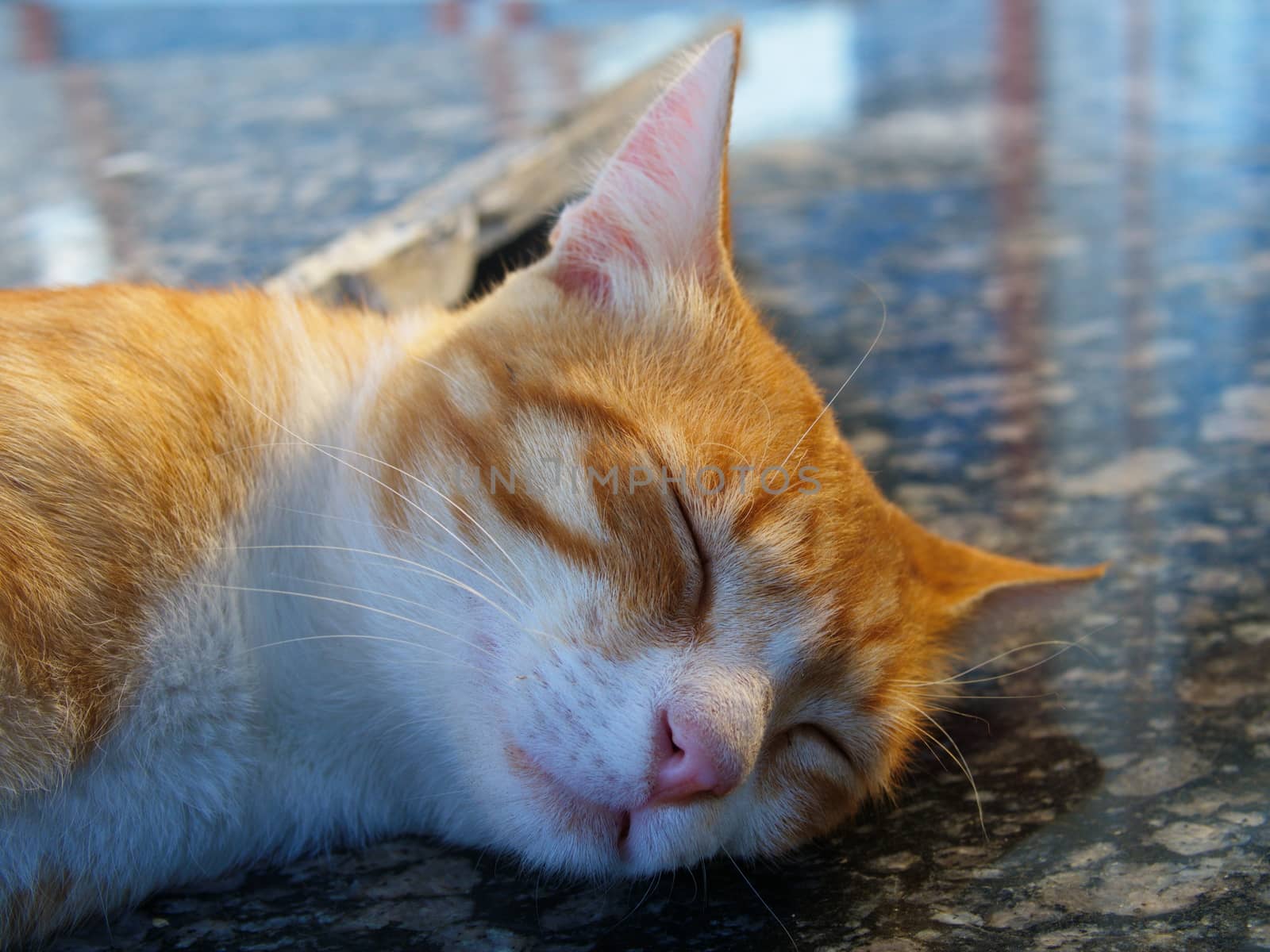 sleepy cat by yebeka