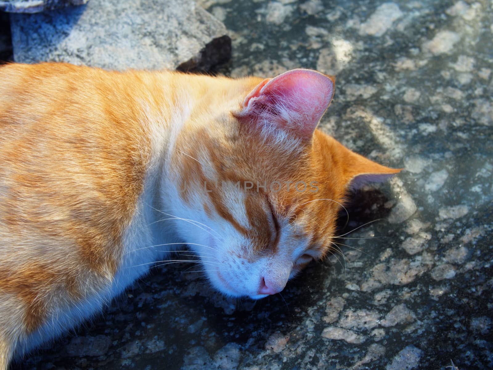 cute cat sleeping on the street. close-up cat background