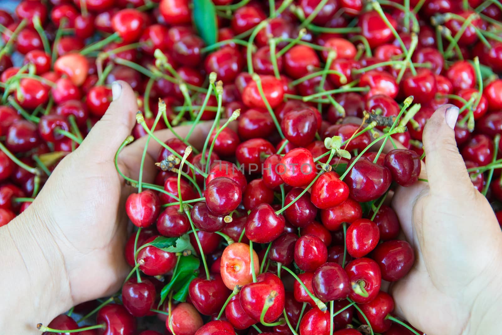 fresh organic cherries background. Red fresh bunch of cherries on the table. fresh red cherry heap. Cherry picker hands