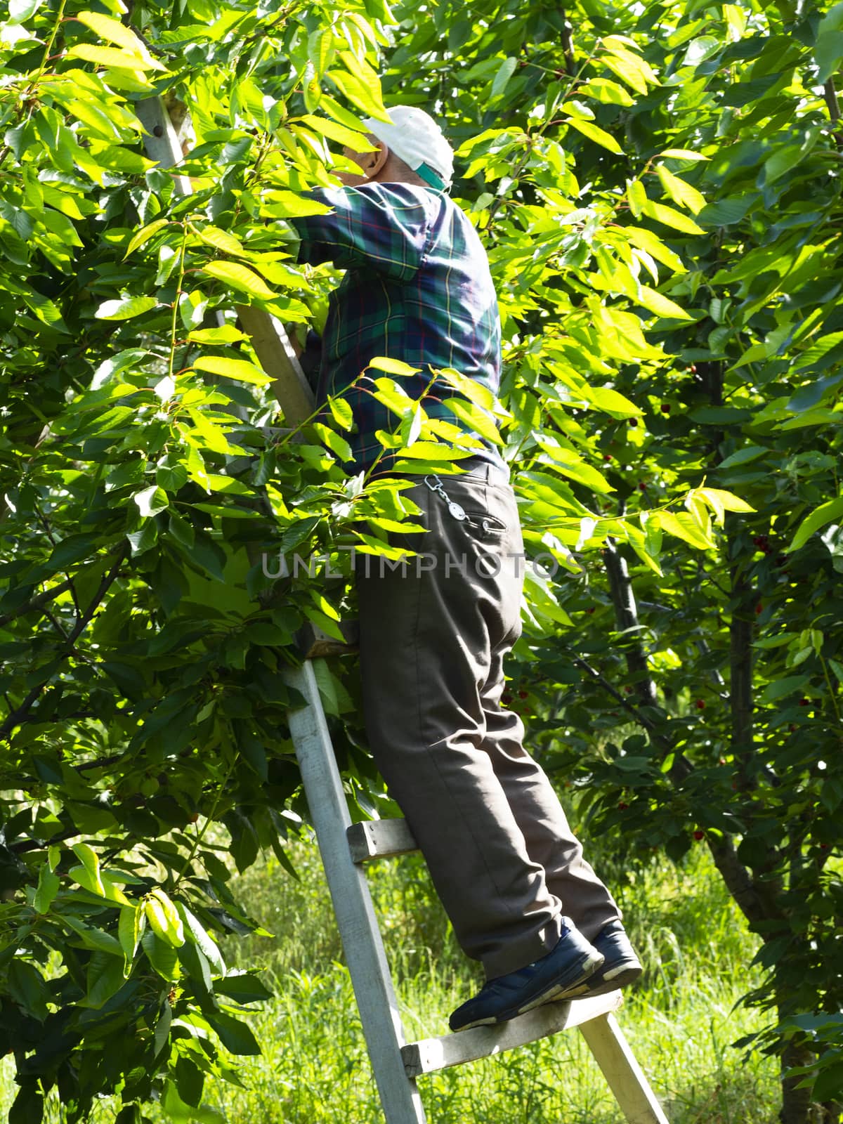 cherry picker worker. Worker collects fruit from cherry tree. daily worker