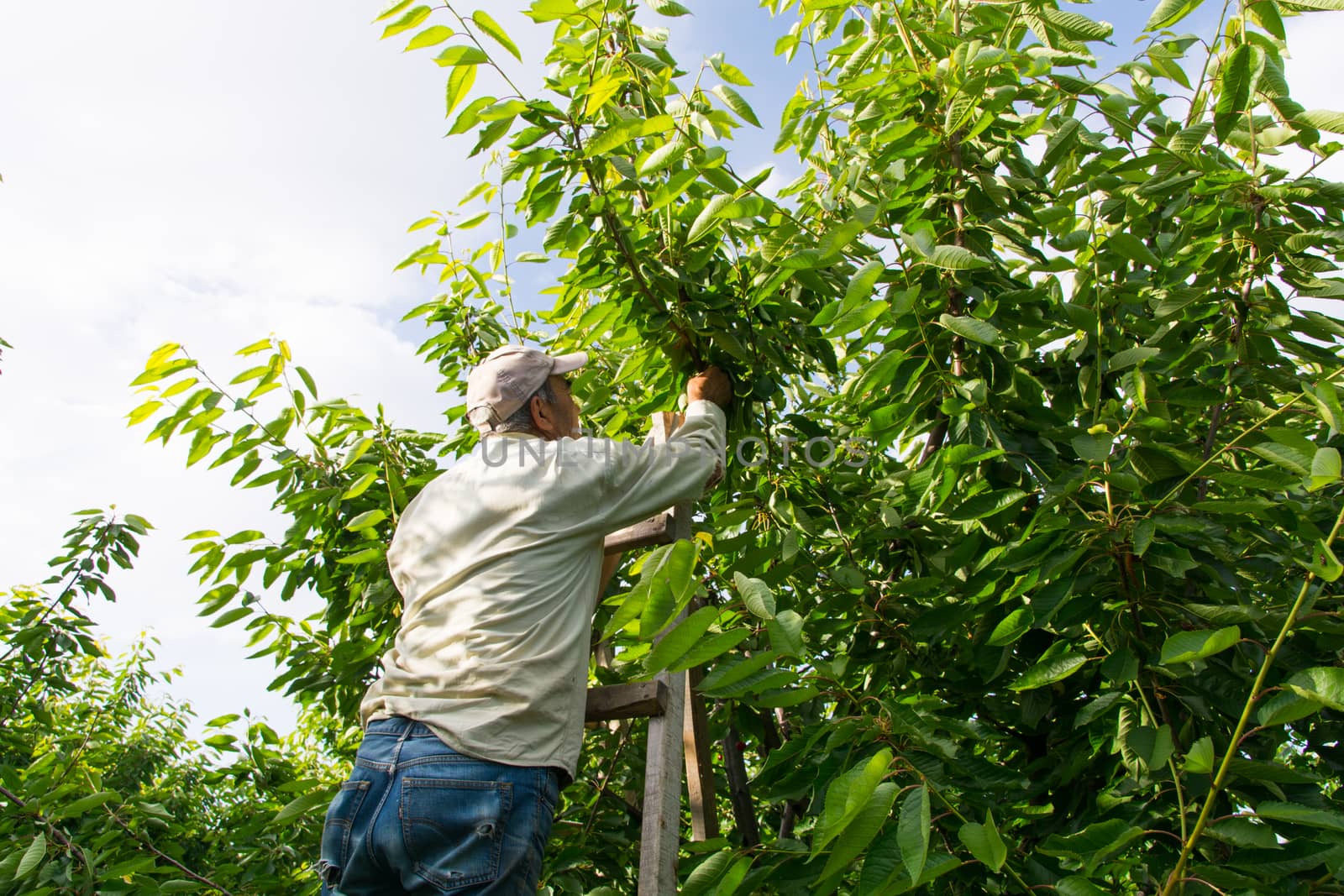 cherry picker worker. Worker collects fruit from cherry tree. daily worker