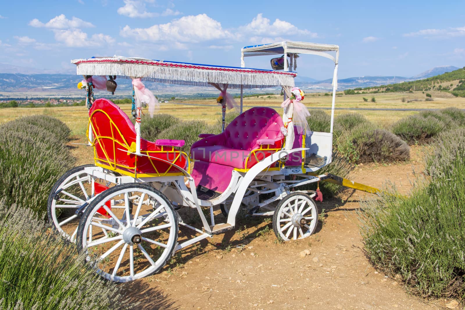 Colorful phaeton in a lavender garden.