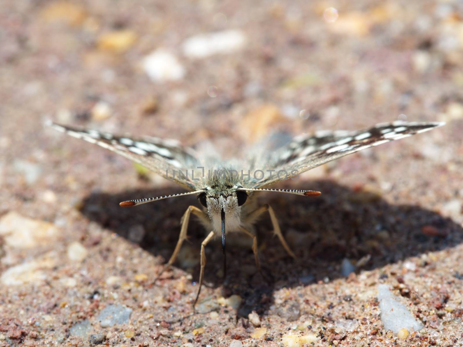 colored moth butterfly. bug in nature, butterfly close-up