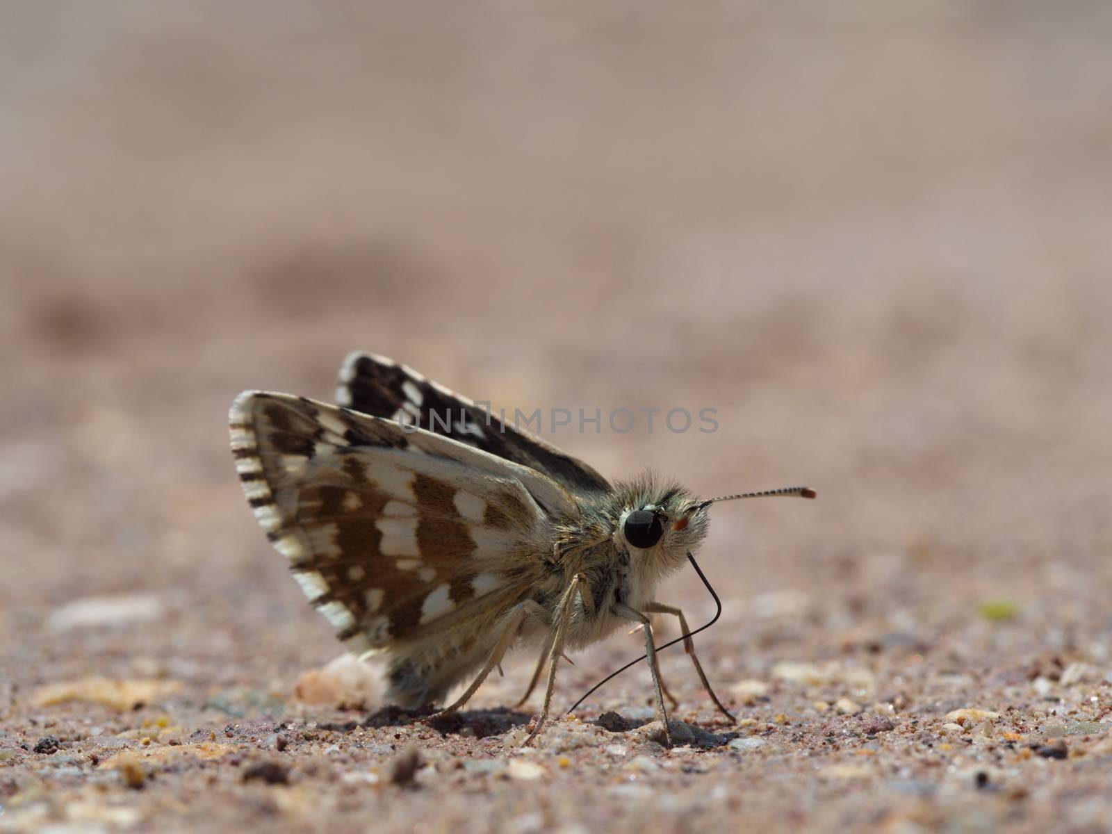 colored moth butterfly by yebeka