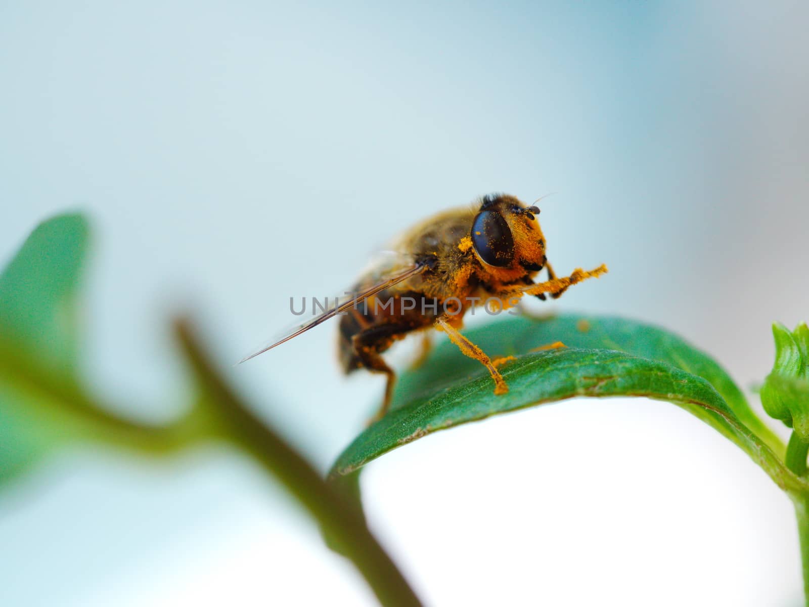 honey bee pollen collected. all body covered with pollen.  trying to clean it up.