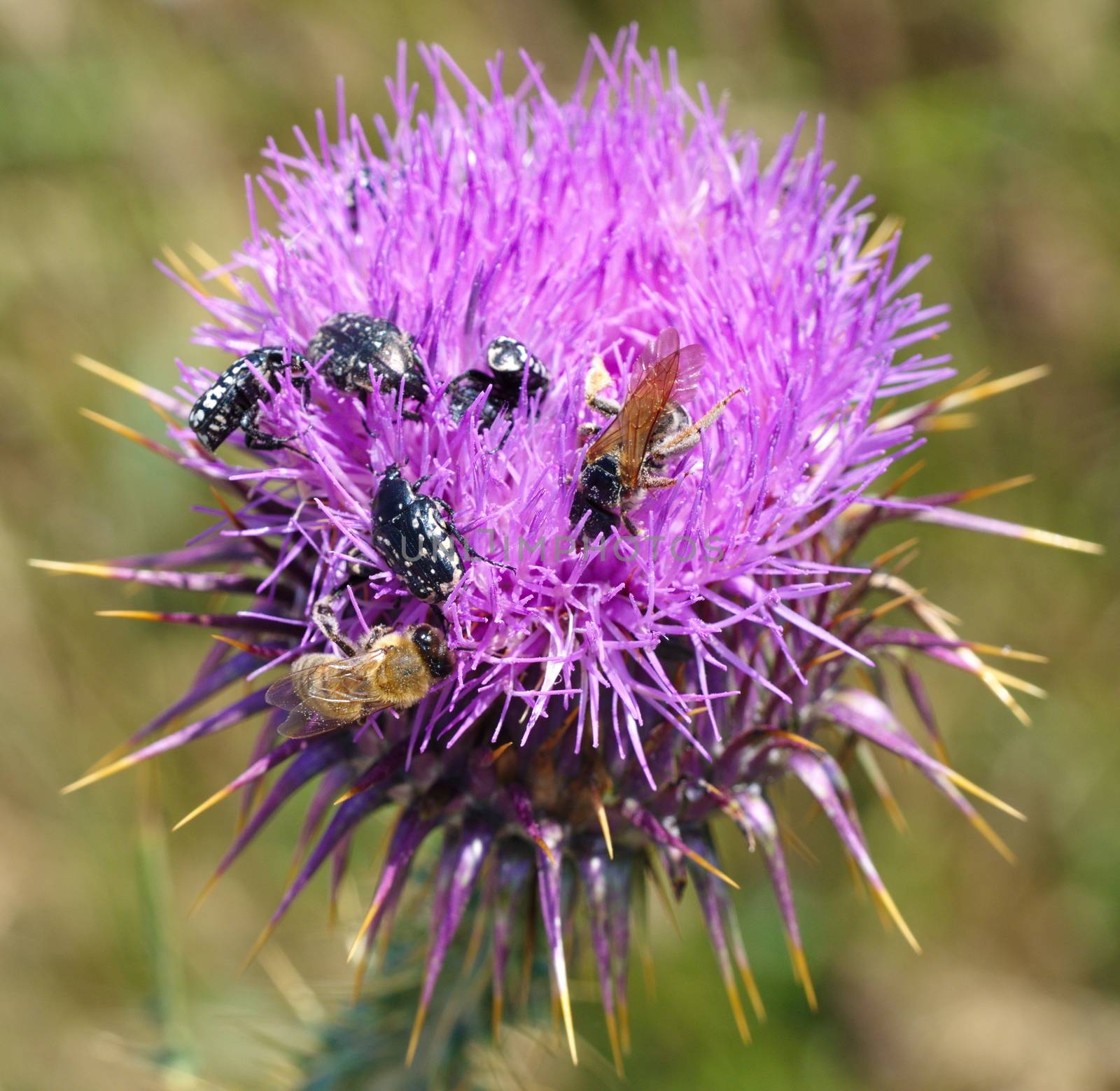 insects and bees on the camel thorn plant. they're collecting plant extract