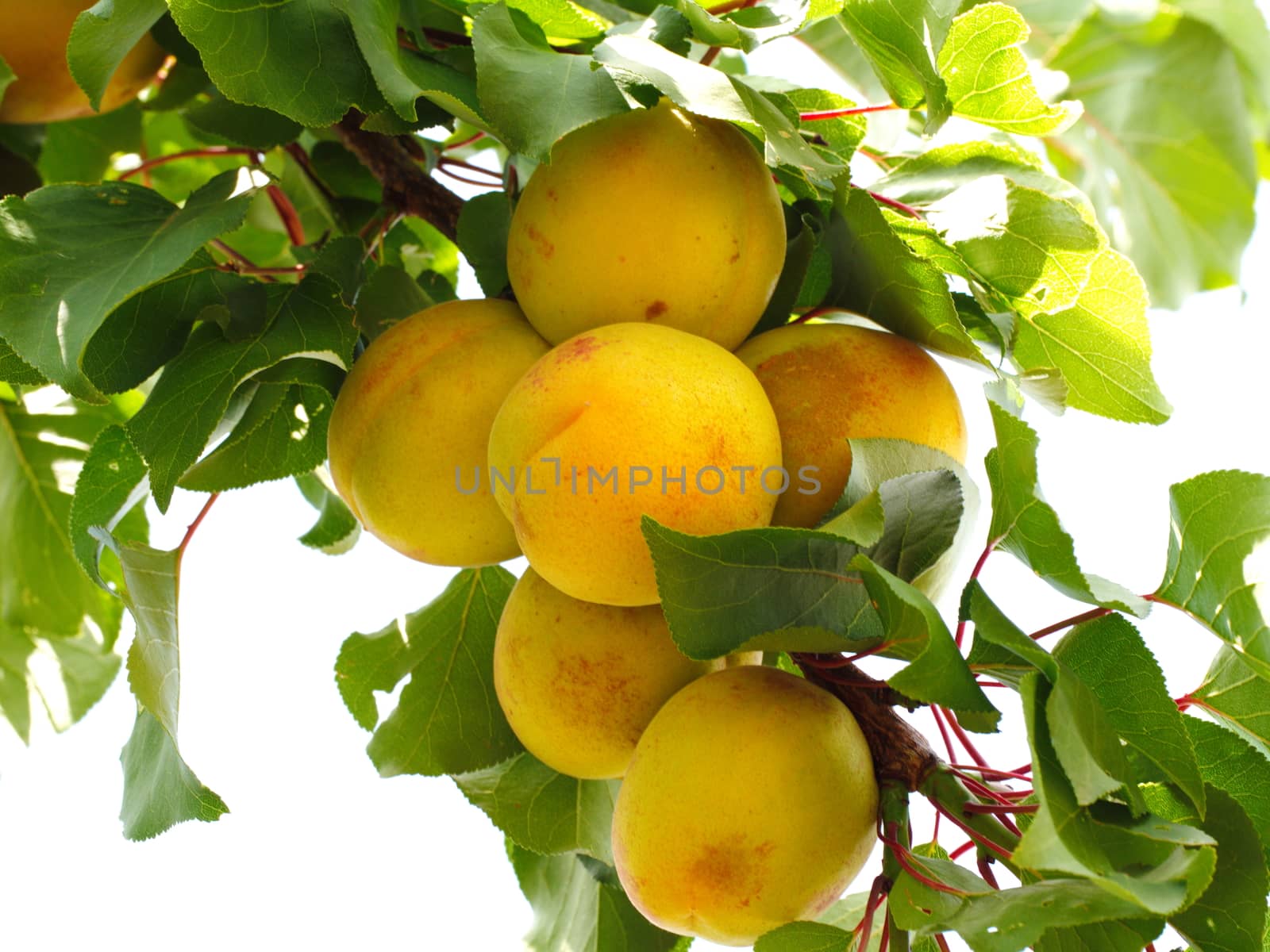 apricot fruit. natural macro shooting in apricot tree.