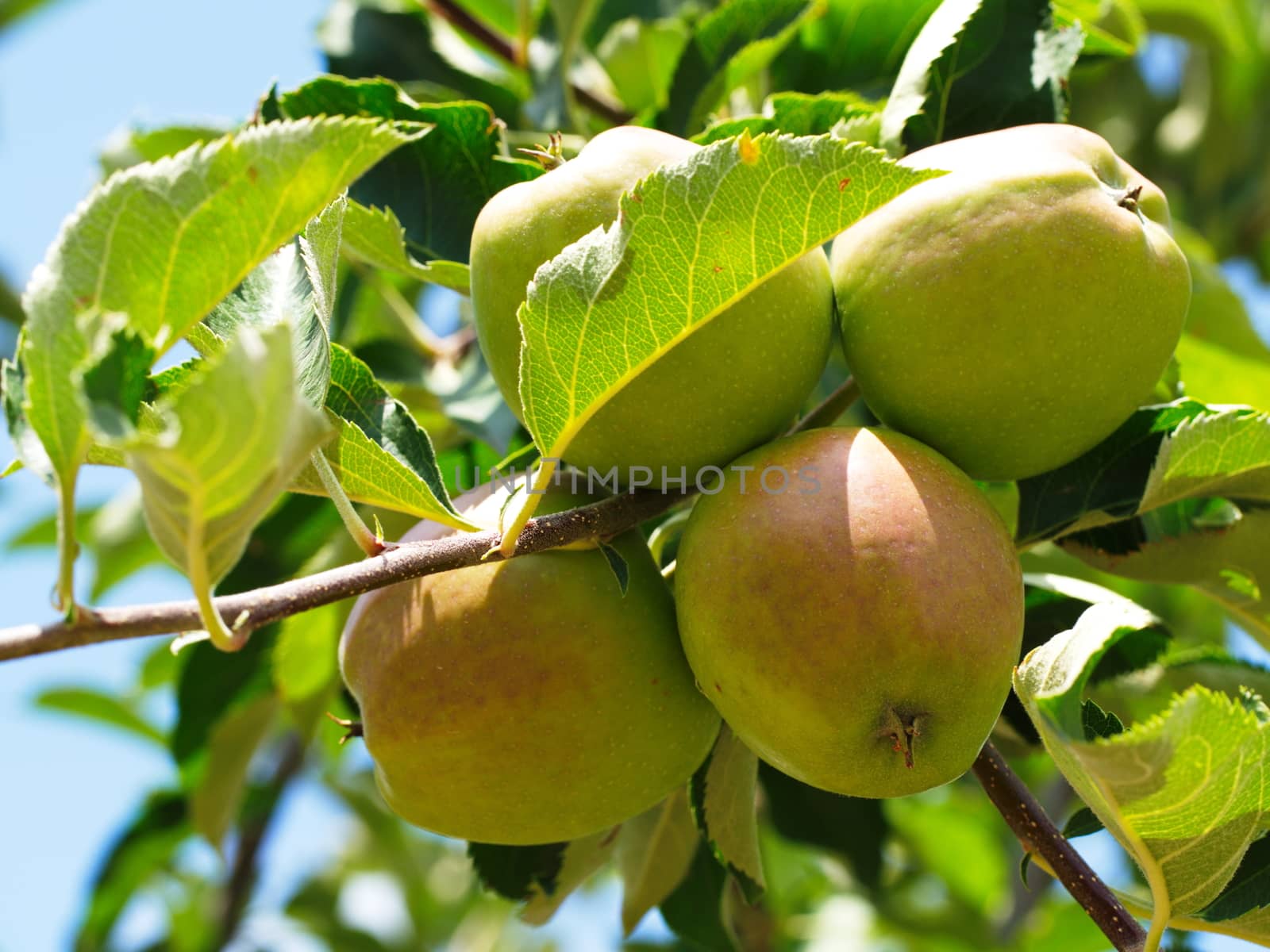 sour apple fruit. natural macro shooting in apple tree.