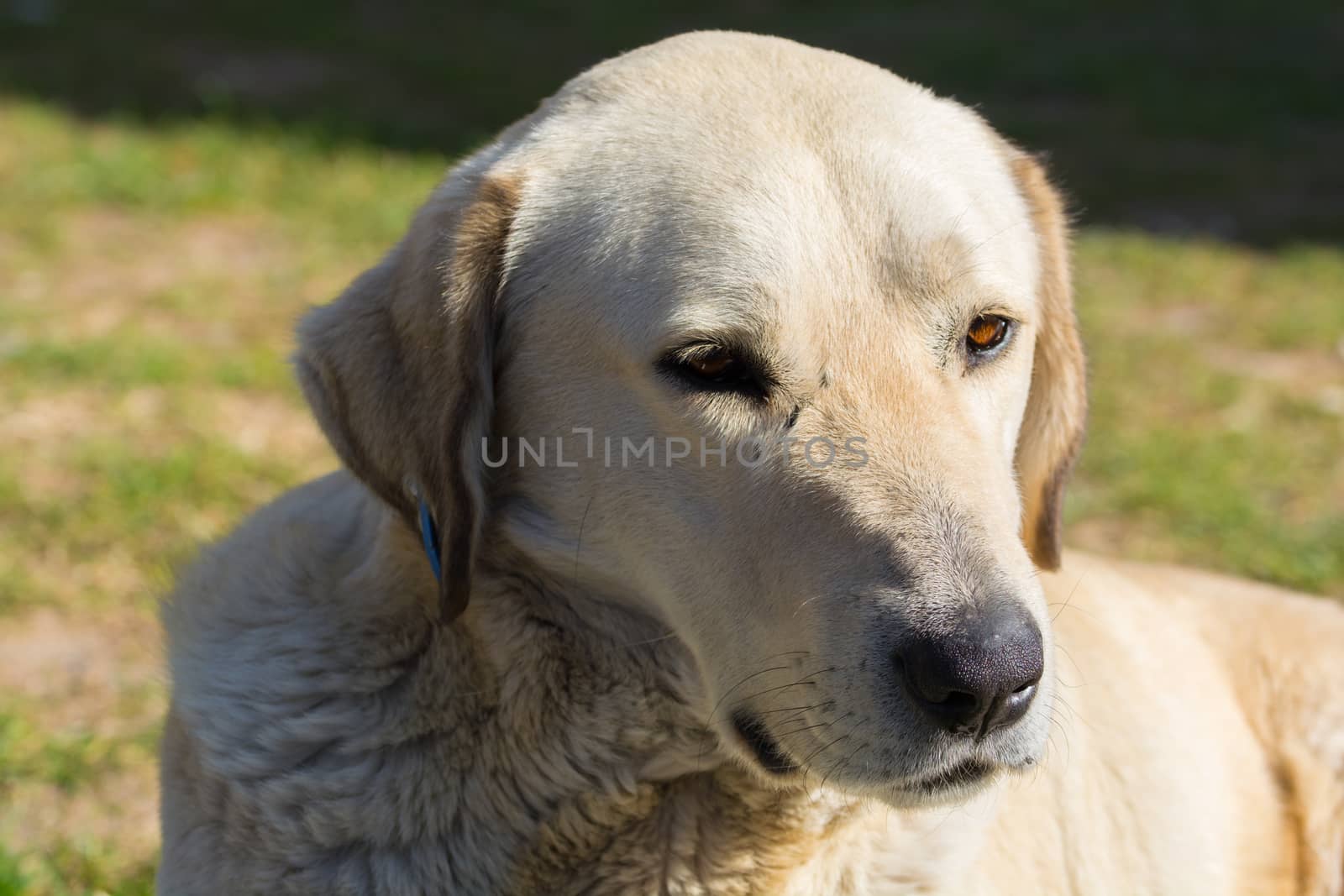 Golden retriever street dog.looks very carefully