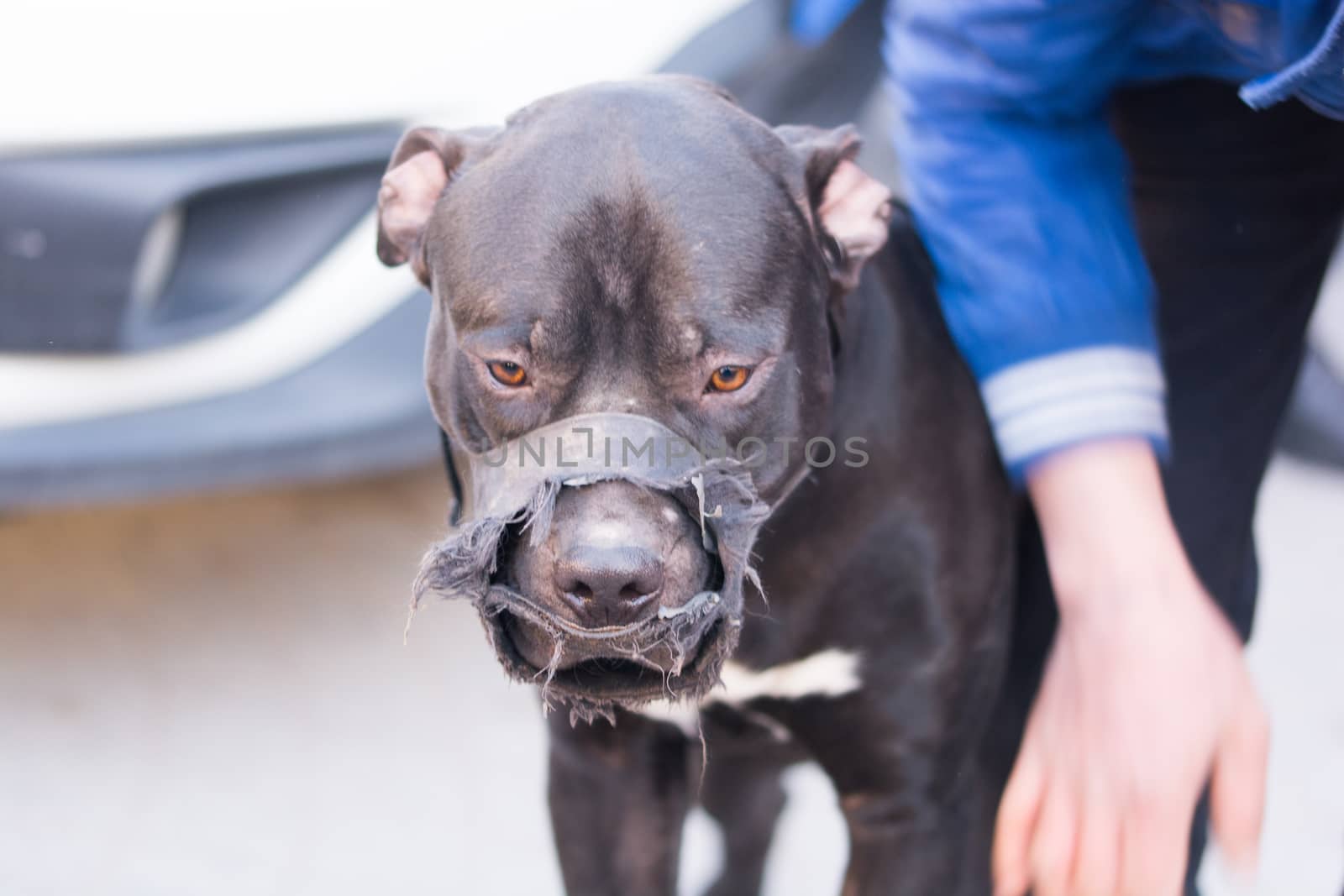 Pitbull dog looks quite dangerous. dog mouthpiece fitted.not to bite in the event of an attack