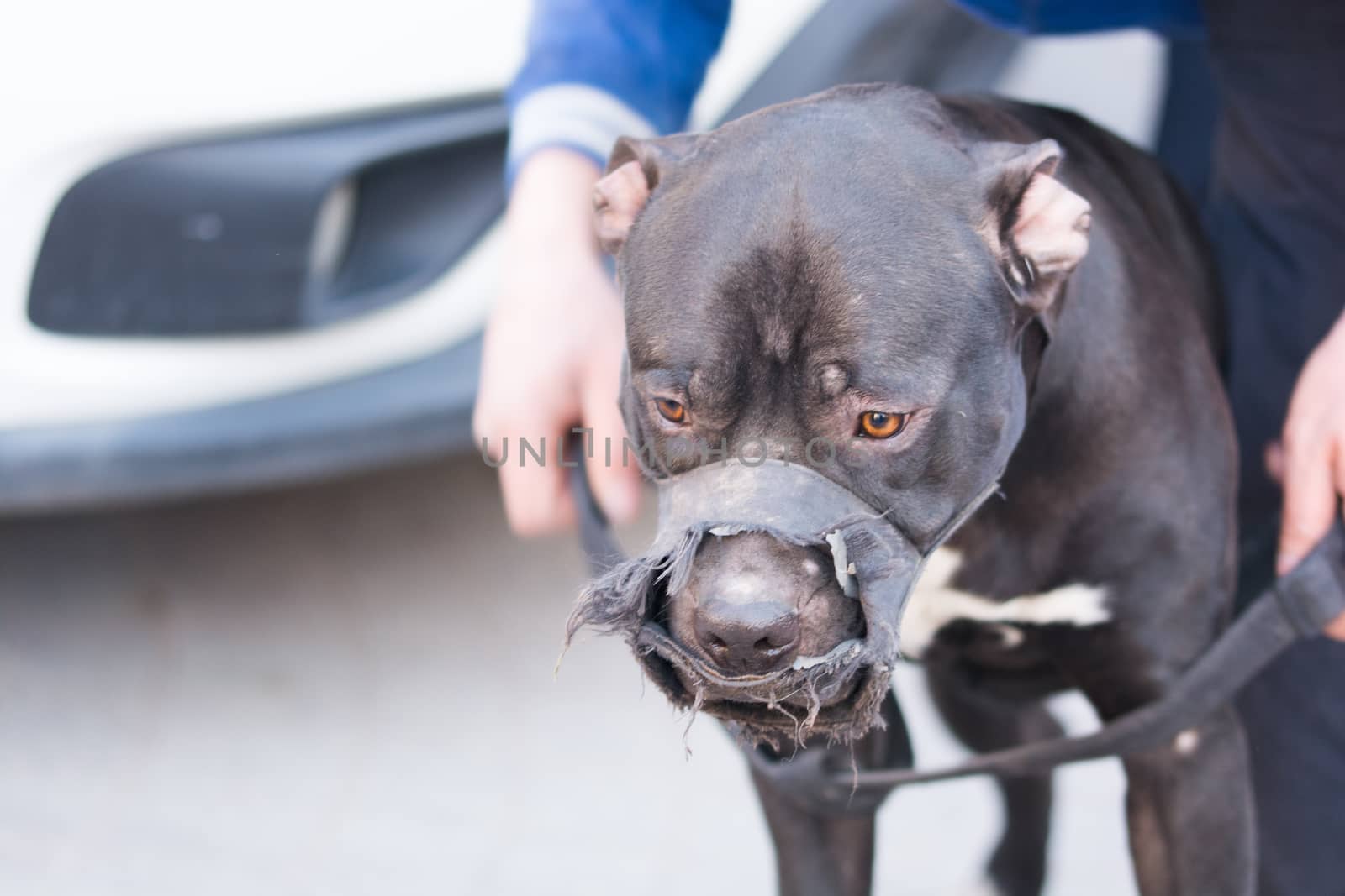 Pitbull dog looks quite dangerous. dog mouthpiece fitted.not to bite in the event of an attack