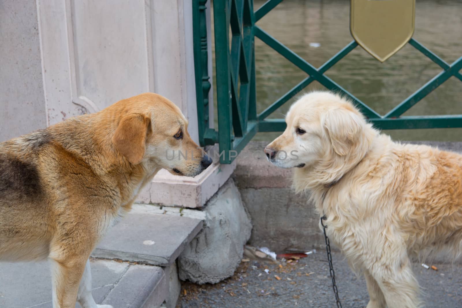 Golden Retriever dog and street dog. who is lucky.