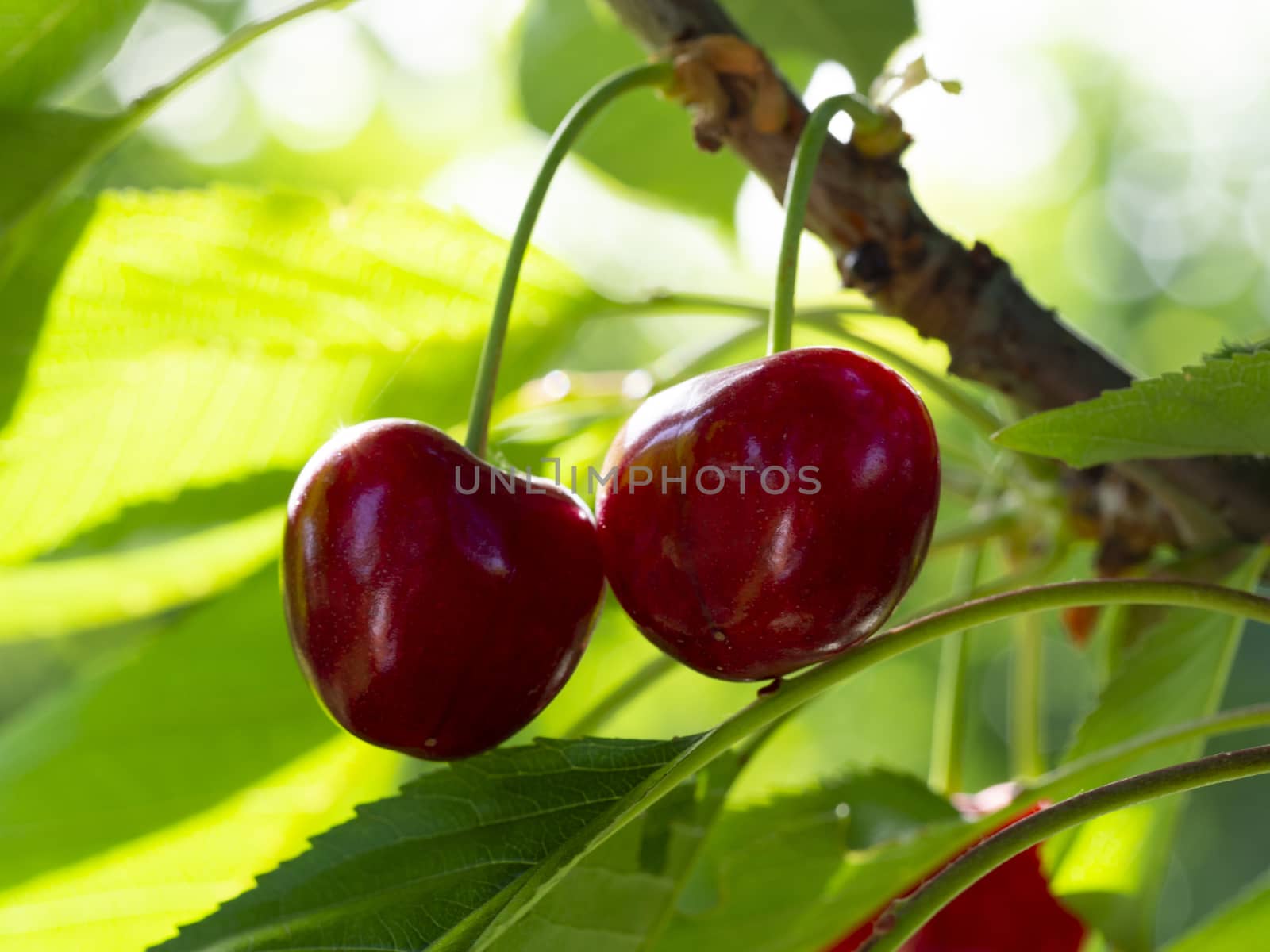 fresh organic cherries. red fresh cherry on the tree. fresh red cherry heap. macro shooting on tree.