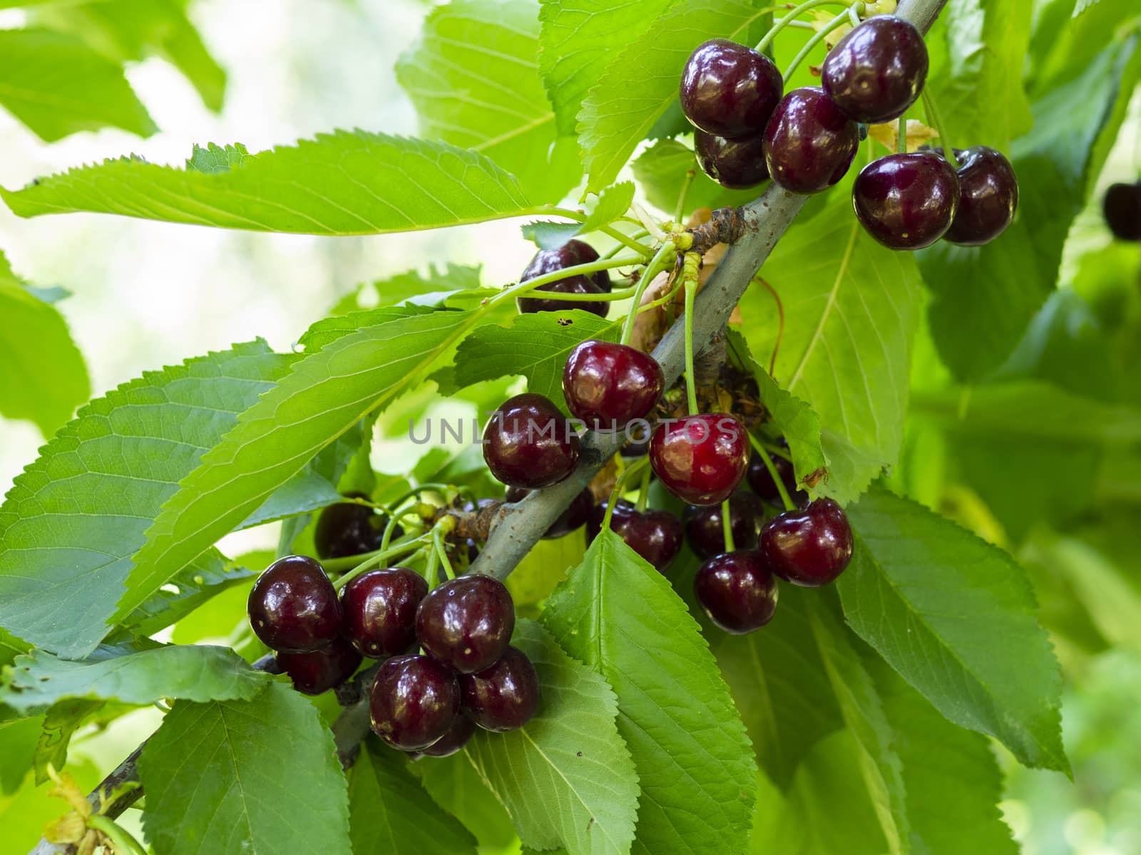 dark cherries by yebeka