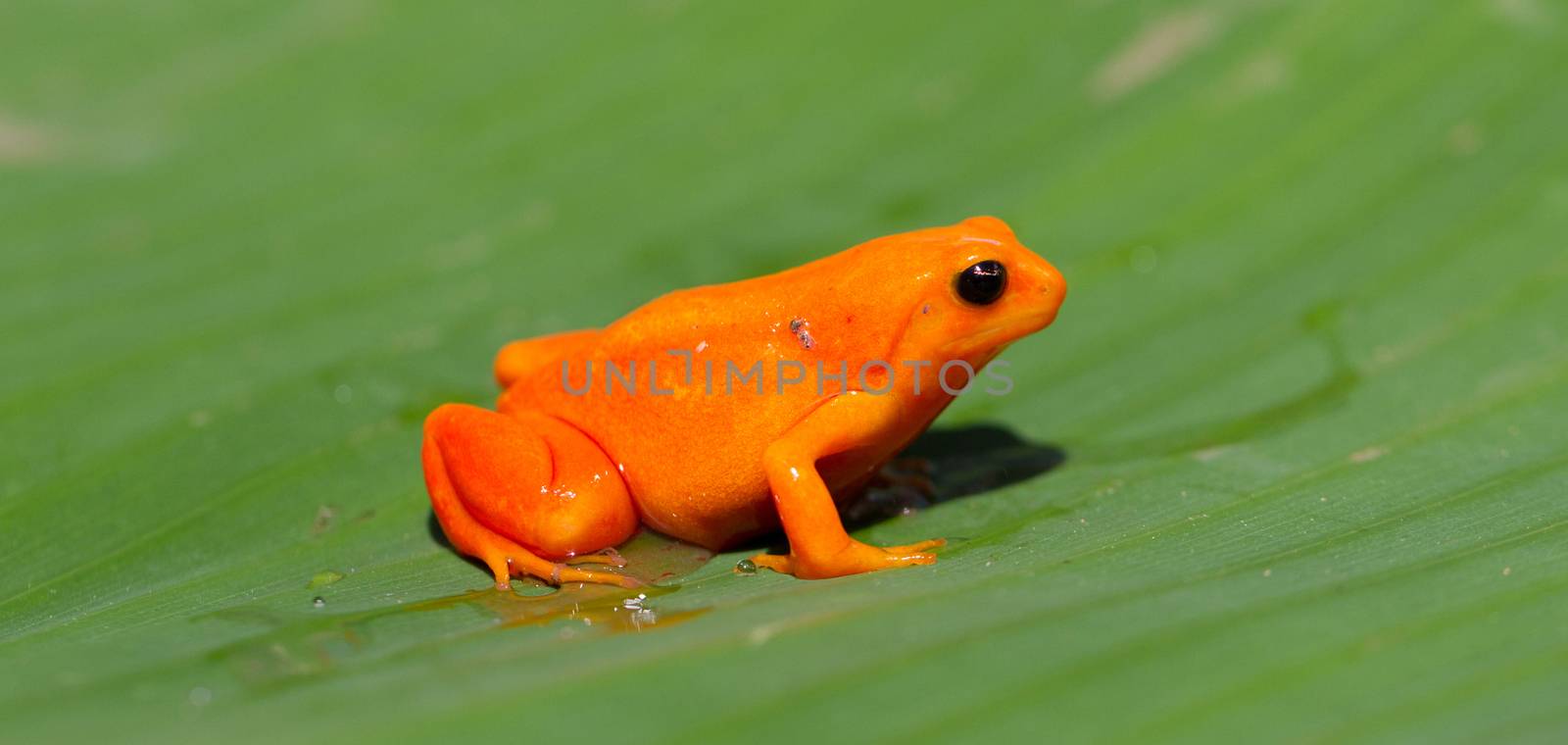 Tomato frog in Madagascar - The tomato frog is endemic to Madagascar