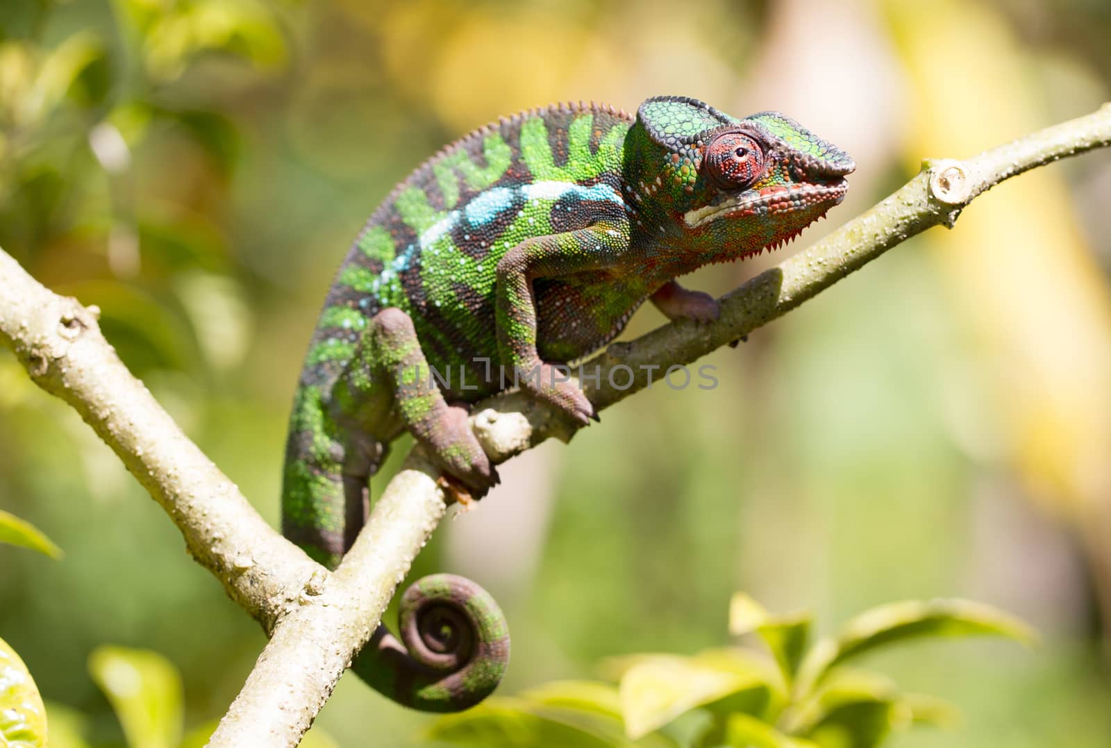 Panther chameleon Furcifer pardalis from Madagascar, perched on a branch