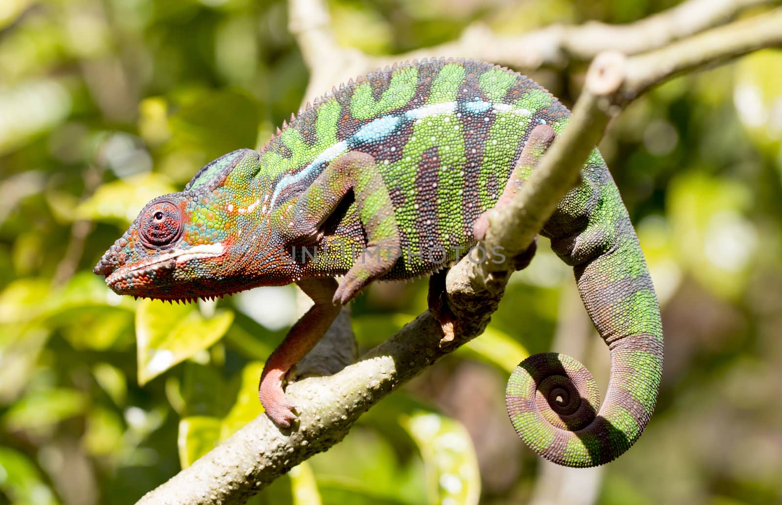 Panther chameleon Furcifer pardalis from Madagascar, perched on a branch