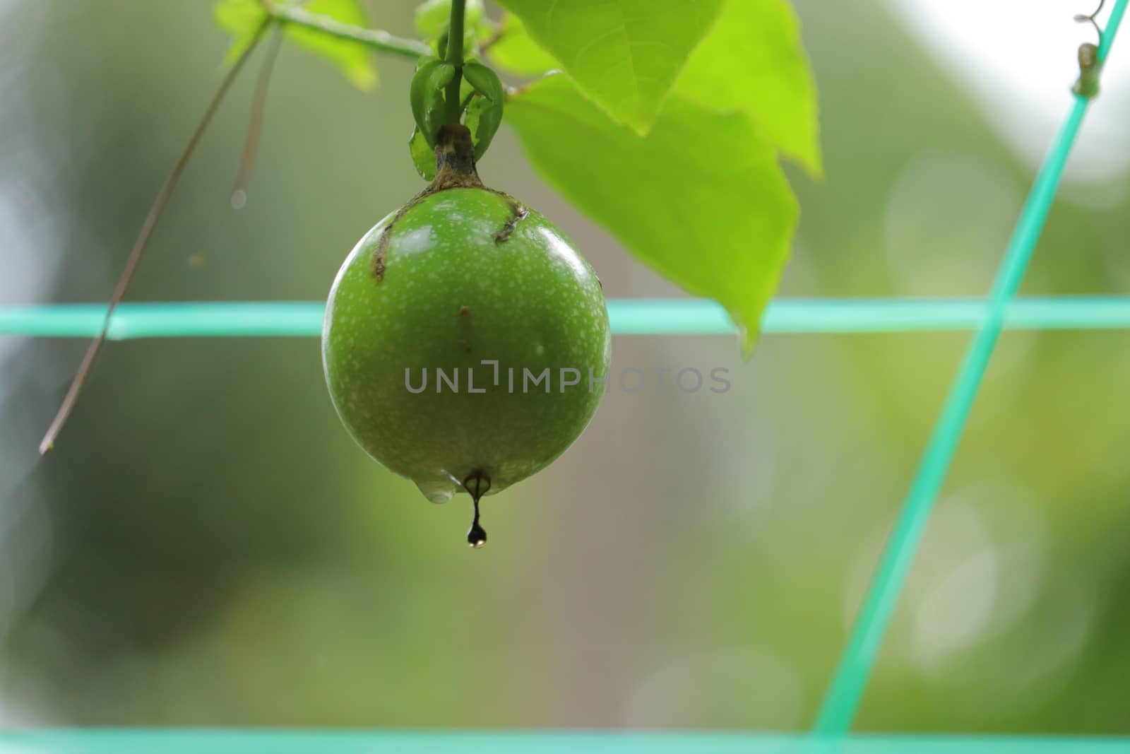 Green fruit hanging from the stem between green leaves and sky