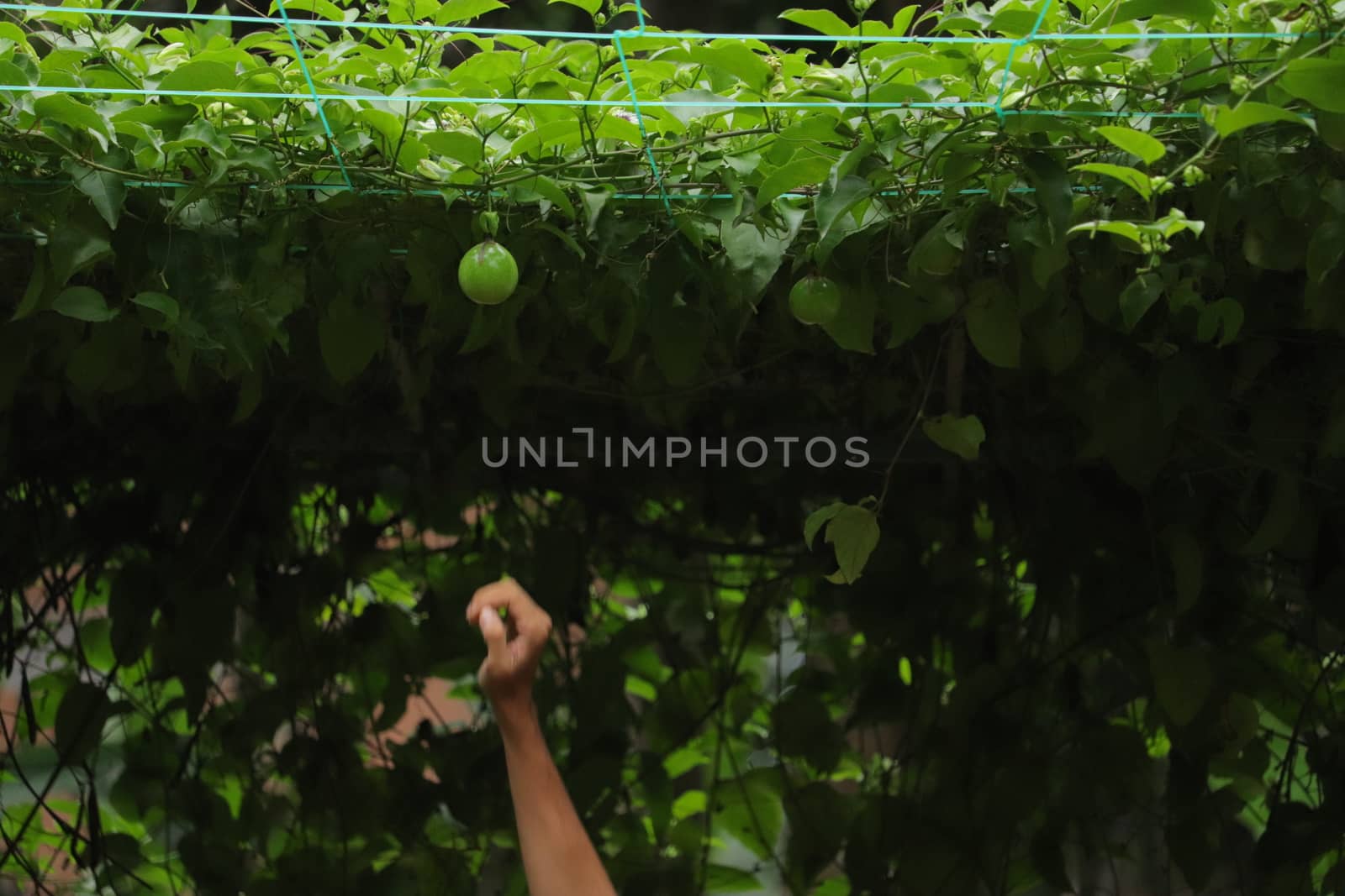 Green fruit hanging from the stem by amr_lal
