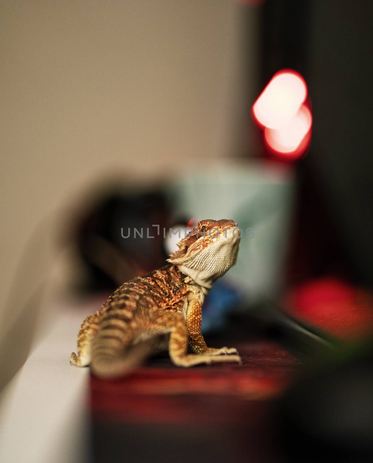 Baby bearded dragon on my desk by Mendelex