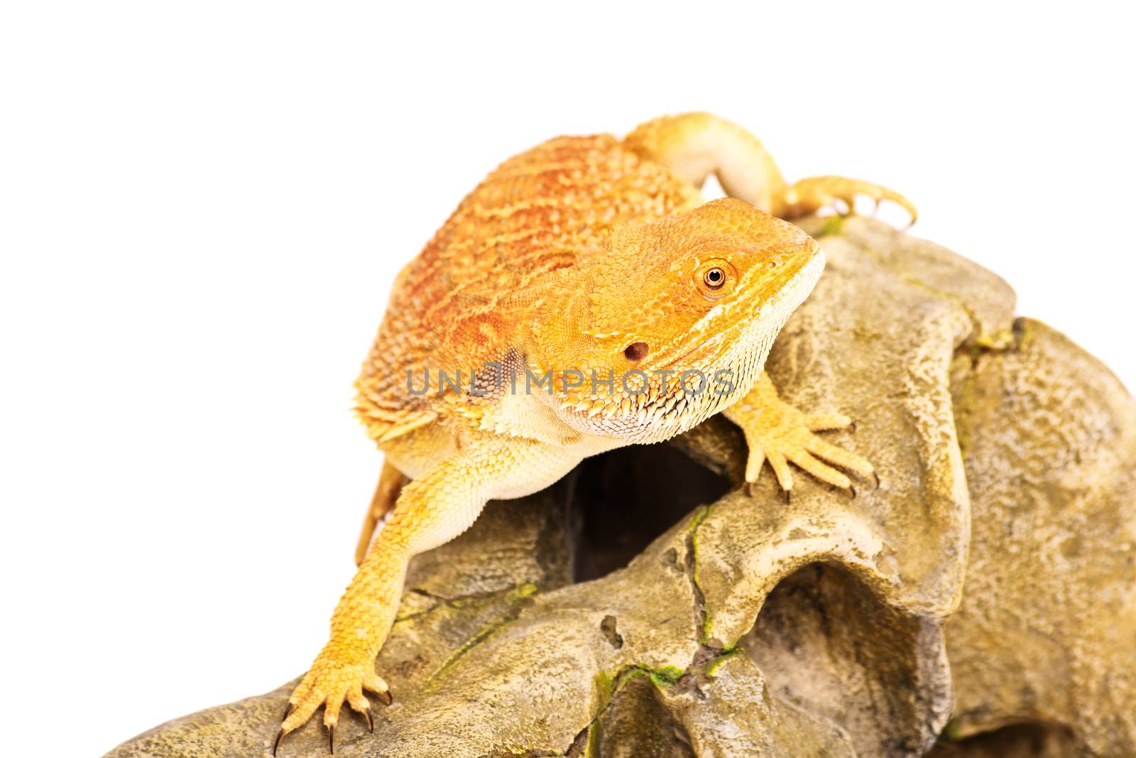 Bearded dragon in movement by Mendelex