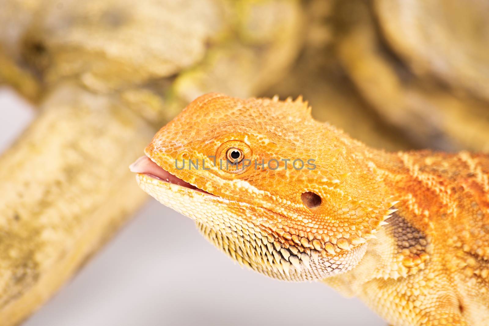 Bearded dragon with tongue out by Mendelex