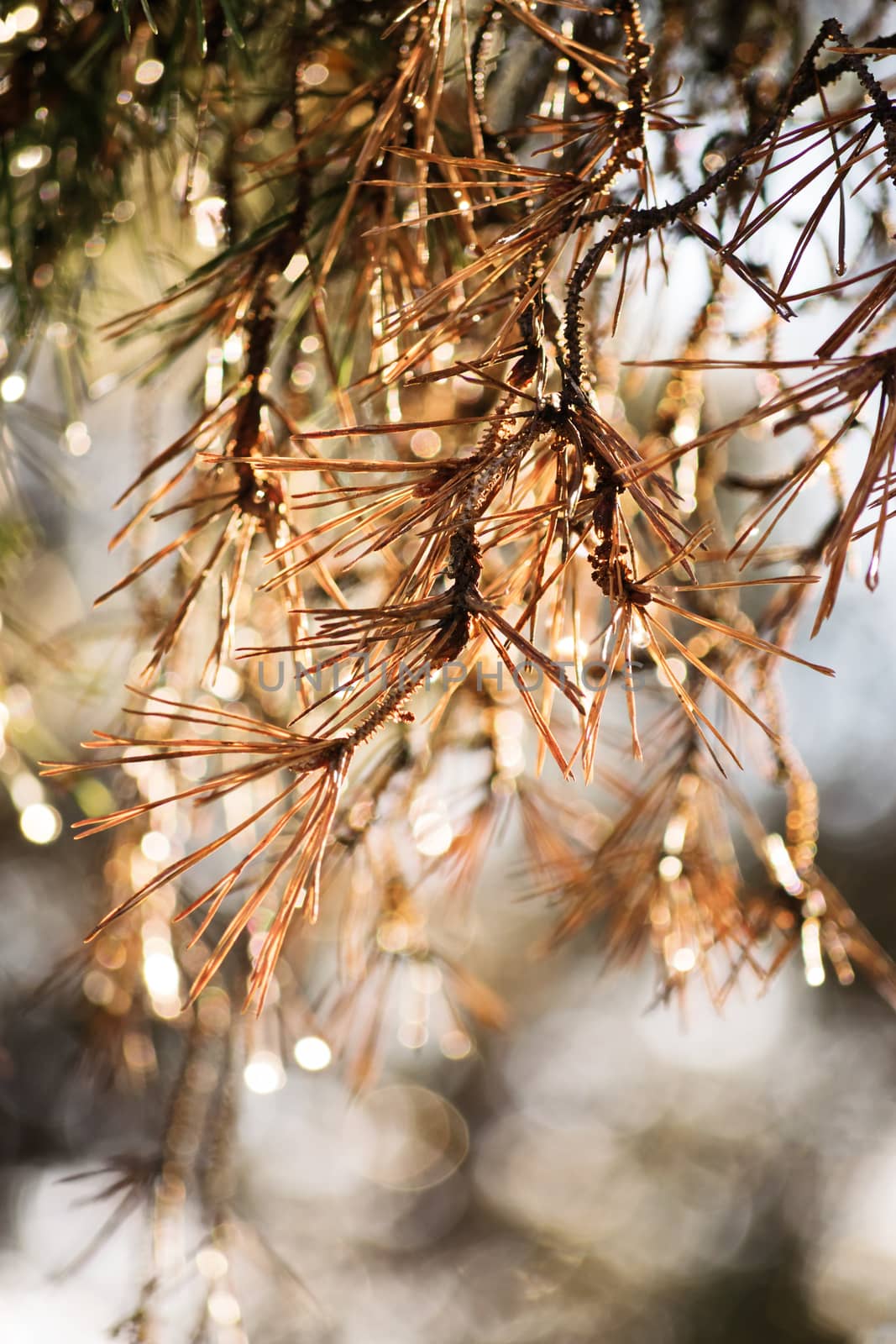 Close-up shot of withered pine tree needles by Mendelex