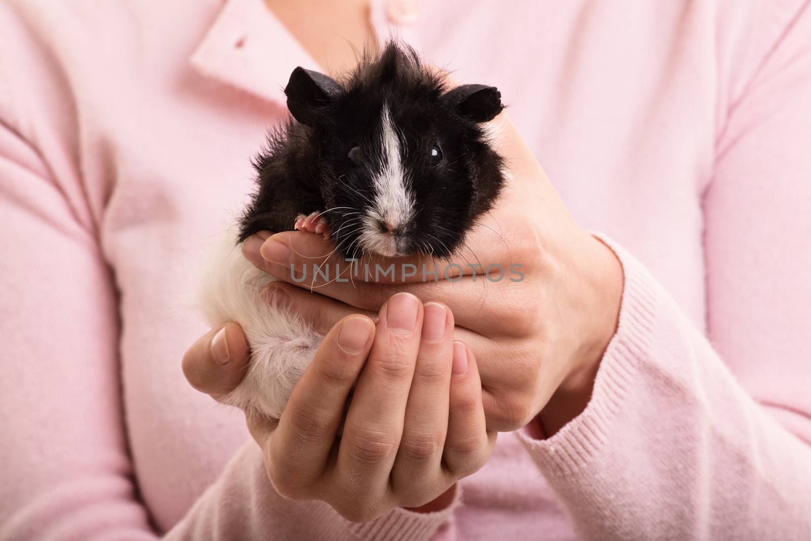 A close up shot of female hands holding a guinea pig.
