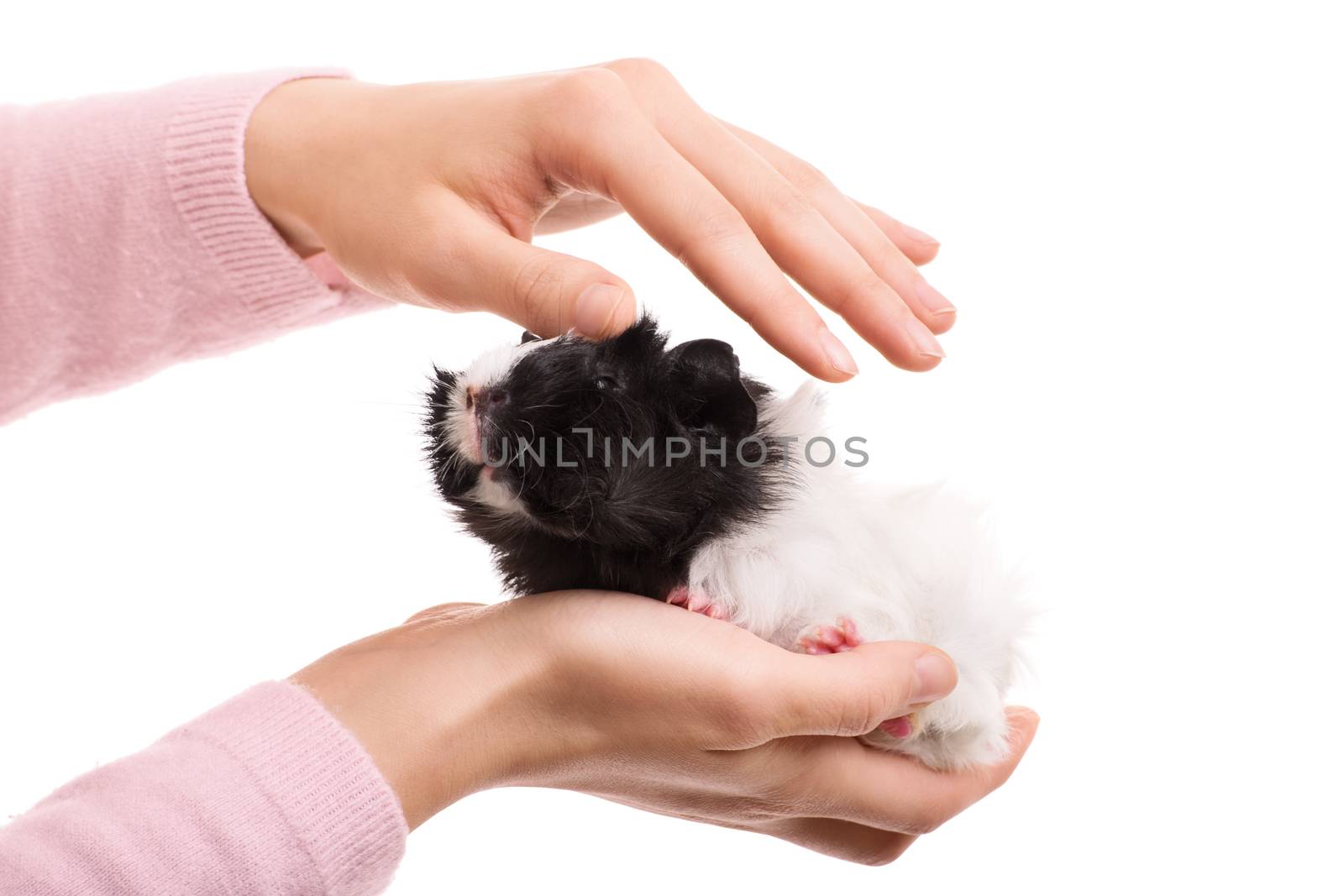 A close up shot of a female petting her guinea pig, isolated on white background.