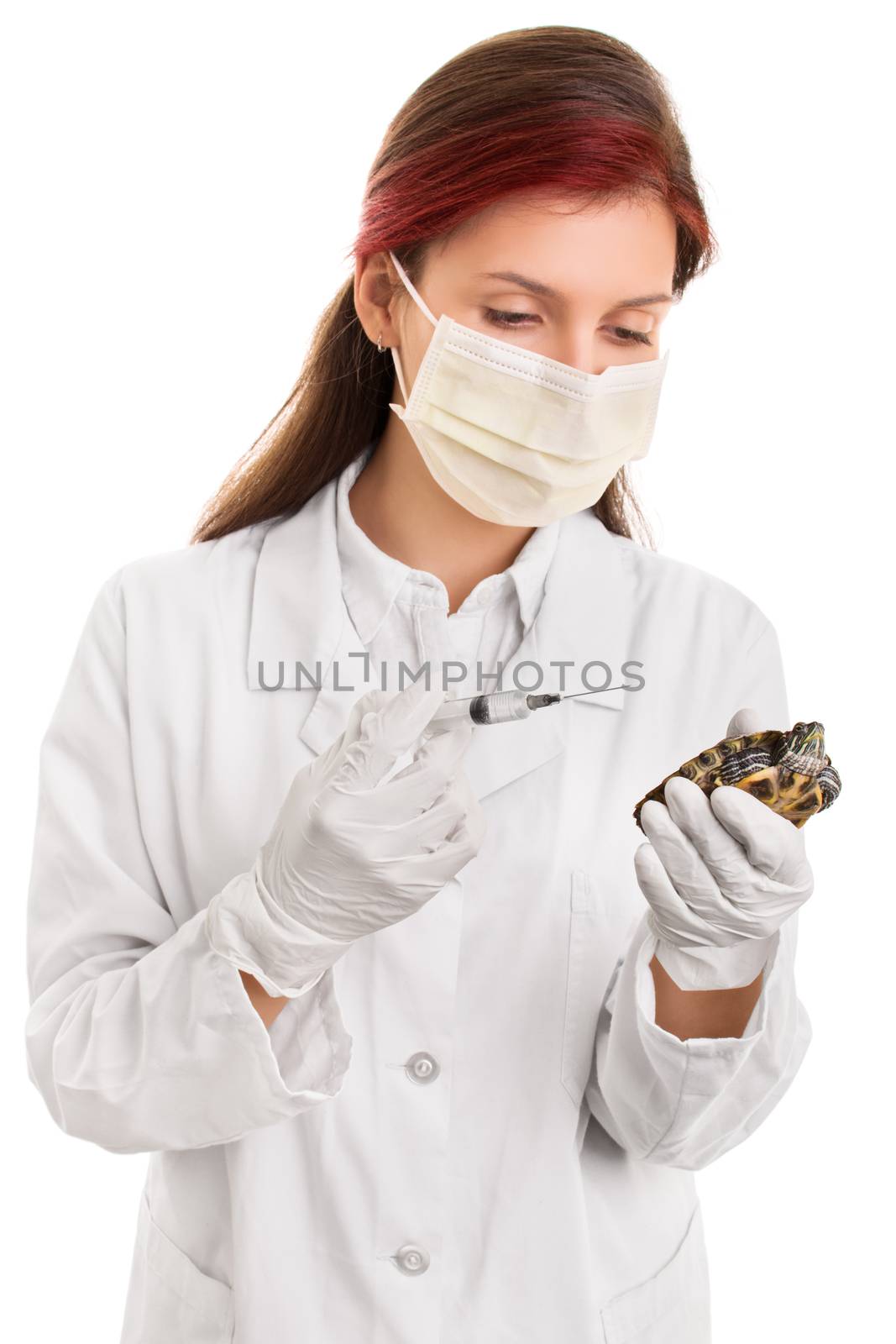 Taking care of the animals. Young female veterinarian in lab coat, surgical mask and syringe with needle holding a pet turtle, isolated on white background.