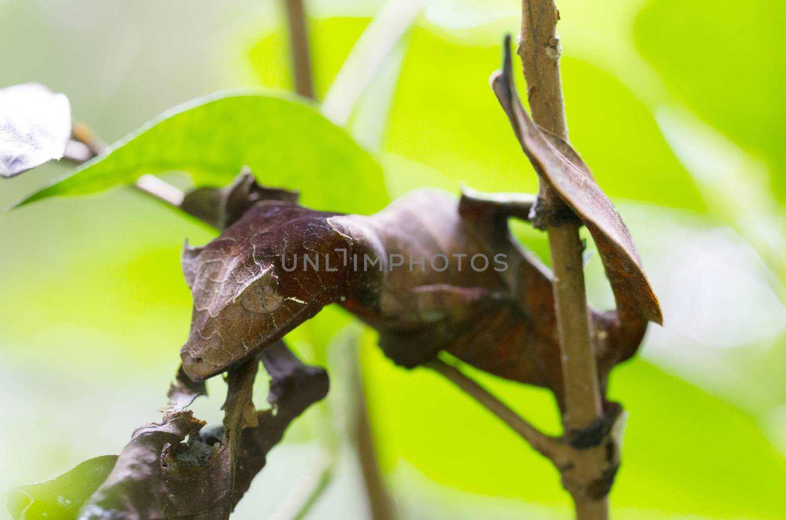Uroplatus phantasticus, the satanic leaf-tailed gecko in Fianarantsoa Ranomafana National Park, Madagascar