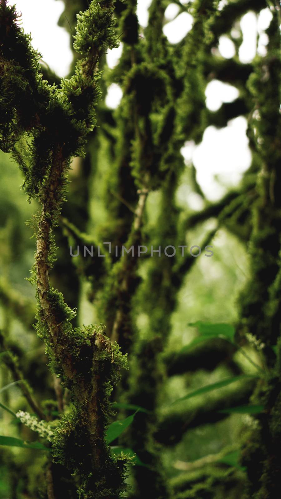 Old growth temperate rainforest, Georgian jungle - trees in the moss