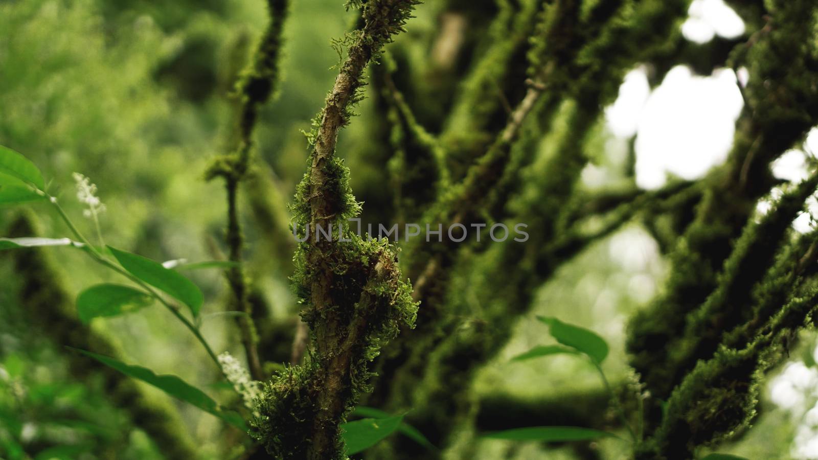 Old growth temperate rainforest, Georgian jungle by natali_brill