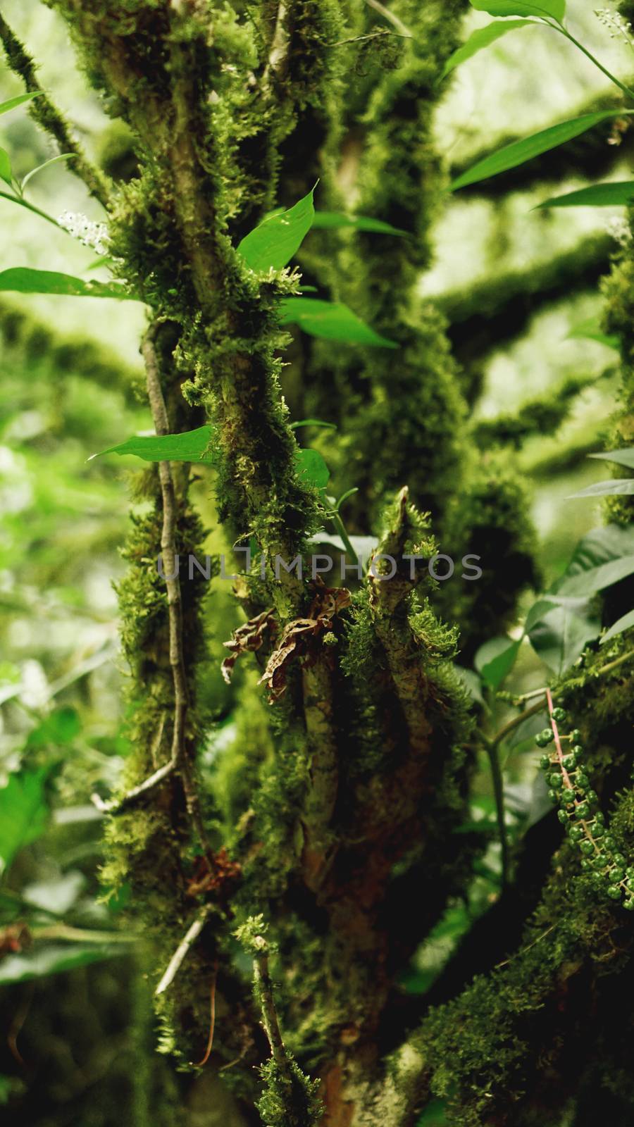 Old growth temperate rainforest, Georgian jungle - trees in the moss