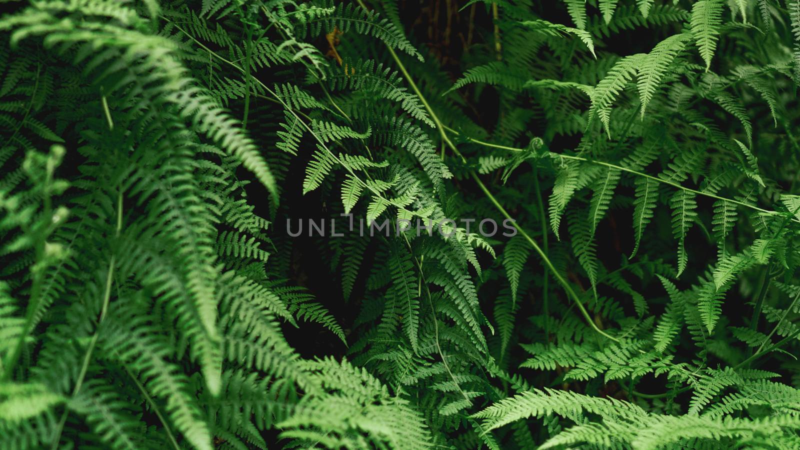 Green Fern Abstract Background. Natural background by natali_brill