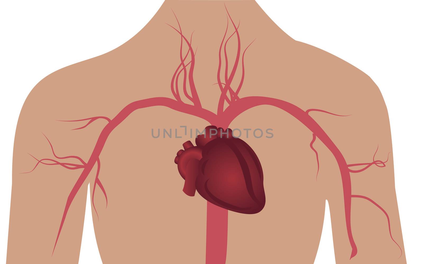 Artery system in human body vector illustration